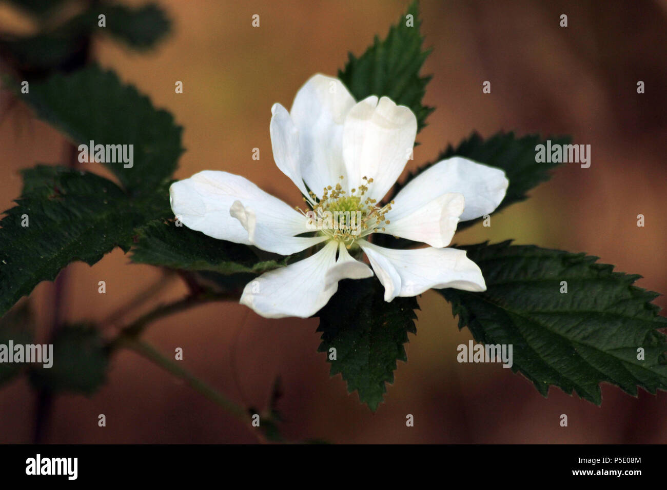 Close-up of wild Blackberry flower Stock Photo