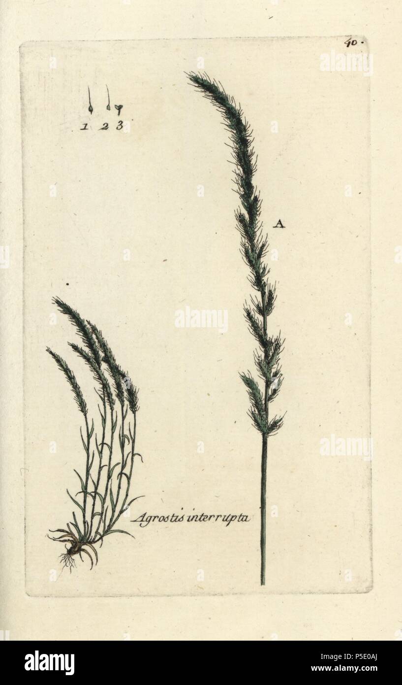Dense silkybent grass, Apera interrupta. Handcoloured botanical drawn and engraved by Pierre Bulliard from his own 'Flora Parisiensis,' 1776, Paris, P.F. Didot. Pierre Bulliard (1752-1793 was a famous French botanist who pioneered the three-colour-plate printing technique. His introduction to the flowers of Paris included 640 plants. Stock Photo