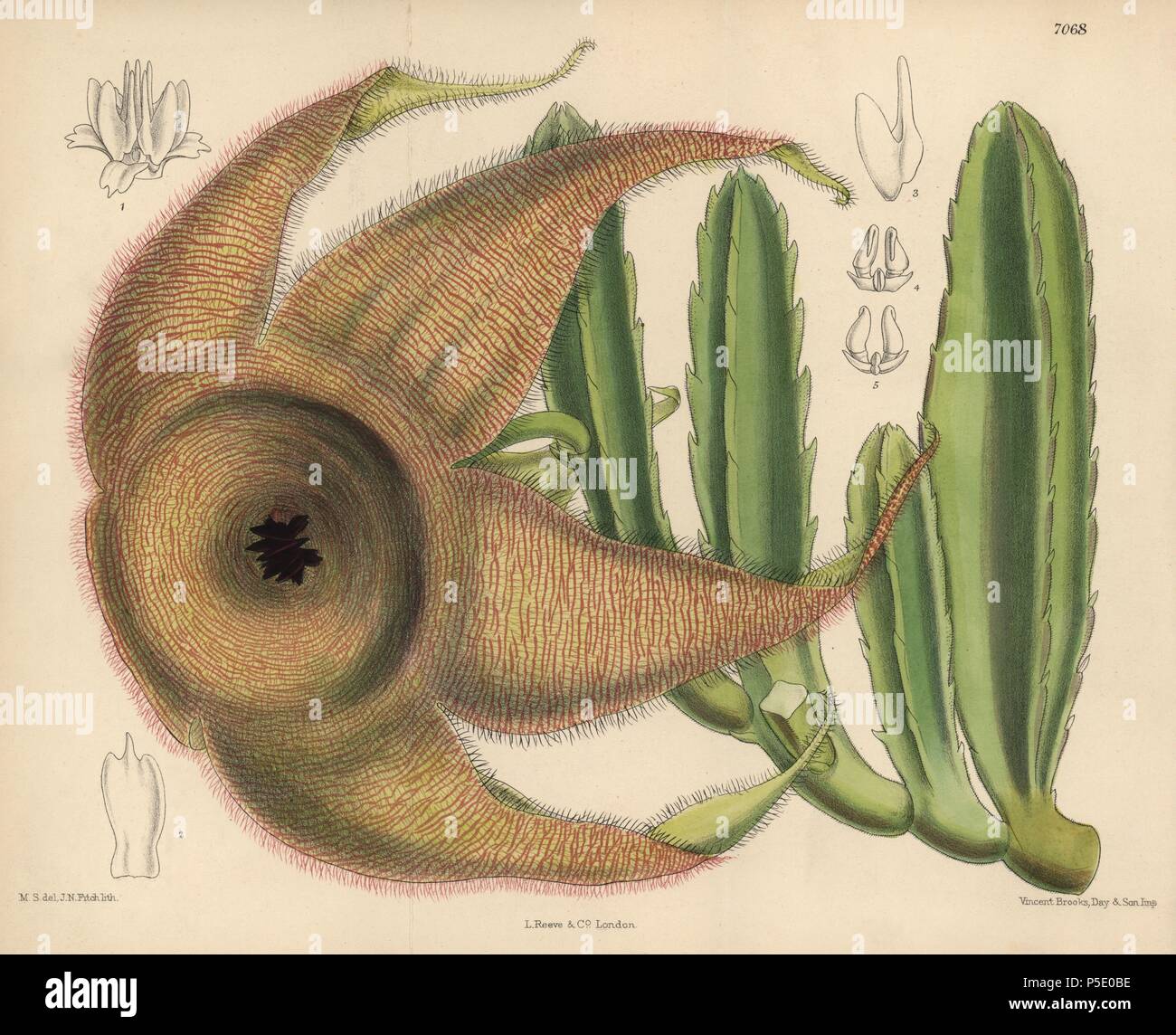 Stapelia gigantea, giant carrion flower from Zululand and Namaqua Land, South Africa. Hand-coloured botanical illustration drawn by Matilda Smith and lithographed by J.N. Fitch from Joseph Dalton Hooker's 'Curtis's Botanical Magazine,' 1889, L. Reeve & Co. A second-cousin and pupil of Sir Joseph Dalton Hooker, Matilda Smith (1854-1926) was the main artist for the Botanical Magazine from 1887 until 1920 and contributed 2,300 illustrations. Stock Photo