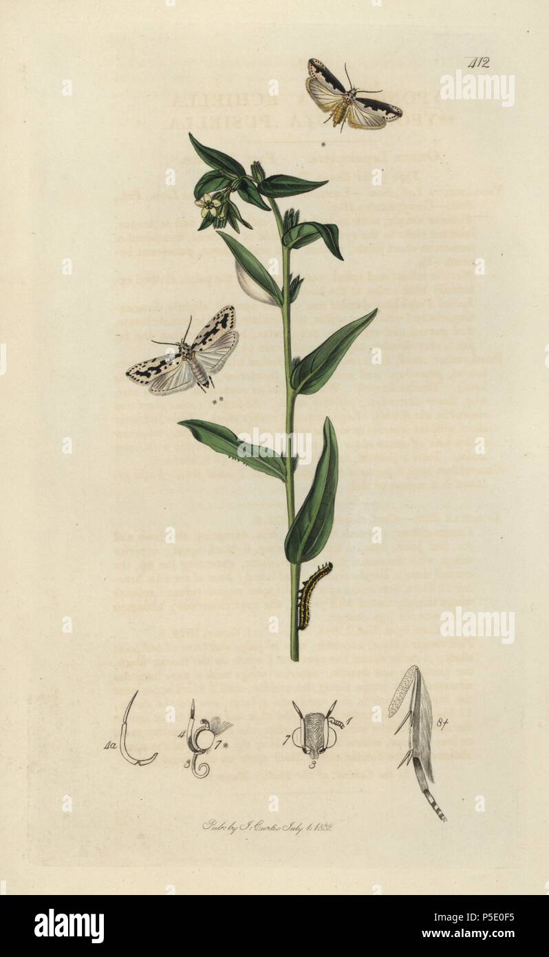 Yponomeuta echiella, Ethmia bipunctella, Viper’s Bugloss Moth, and Yponomeuta pusiella, Ethmia pusiella, Gromwell Moth and common gromwell, Lithospermum officinale. Handcoloured copperplate drawn and engraved by John Curtis for his own 'British Entomology, being Illustrations and Descriptions of the Genera of Insects found in Great Britain and Ireland,' London, 1834. Curtis (1791 –1862) was an entomologist, illustrator, engraver and publisher. 'British Entomology' was published from 1824 to 1839, and comprised 770 illustrations of insects and the plants upon which they are found. Stock Photo