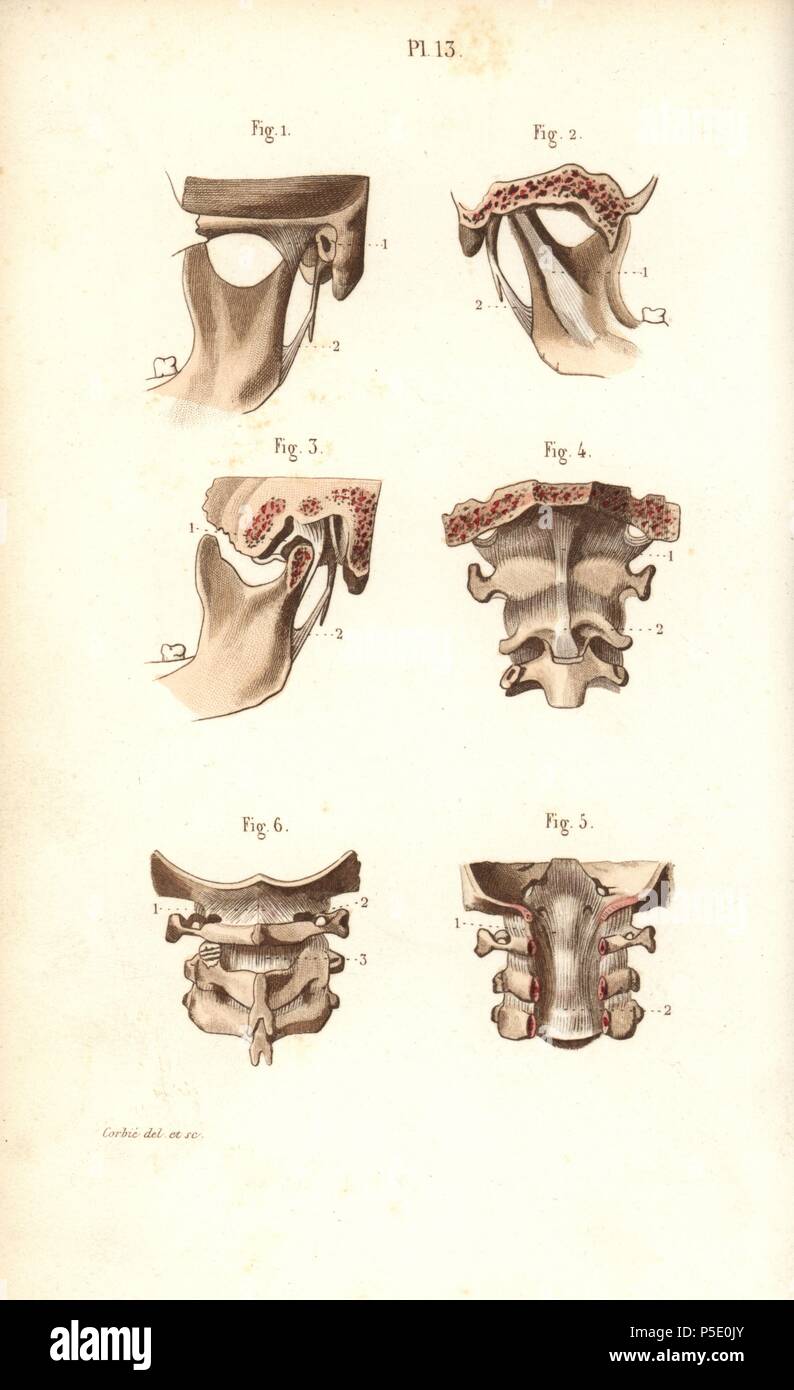 Jaw bone and neck. Handcolored steel engraving by Corbie of a drawing by Corbie from Dr. Joseph Nicolas Masse's 'Petit Atlas complet d'Anatomie descriptive du Corps Humain,' Paris, 1864, published by Mequignon-Marvis. Masse's 'Pocket Anatomy of the Human Body' was first published in 1848 and went through many editions. Stock Photo