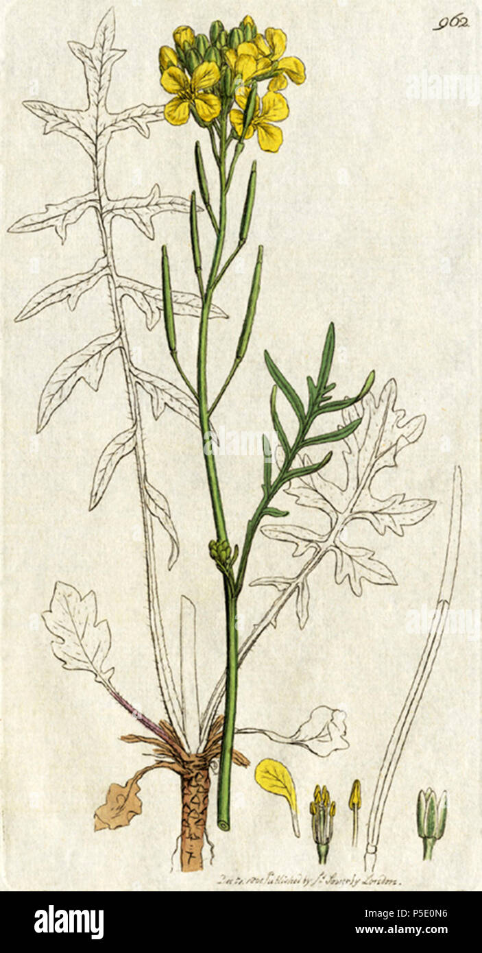 N/A. English: Coincya monensis (L.) Greuter & Burdet (1983). Synonym: Sisymbrium monense L. (1753). Original caption: Dwarf Sea Rocket (Sisymbrium monense)  . 1801. James Sowerby (1757–1822) 365 Coincya monensis, Sowerby 1801 Stock Photo