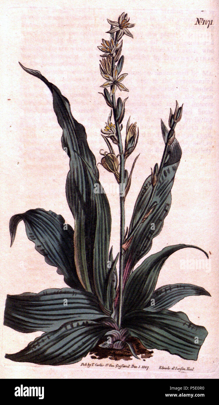 N/A. Chlorophytum inornatum . 1807. Unknown 339 Chlorophytum inornatum Stock Photo