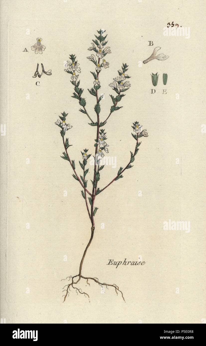 Red eyebright, Euphrasia officinalis. Handcoloured botanical drawn and engraved by Pierre Bulliard from his own 'Flora Parisiensis,' 1776, Paris, P. F. Didot. Pierre Bulliard (1752-1793) was a famous French botanist who pioneered the three-colour-plate printing technique. His introduction to the flowers of Paris included 640 plants. Stock Photo