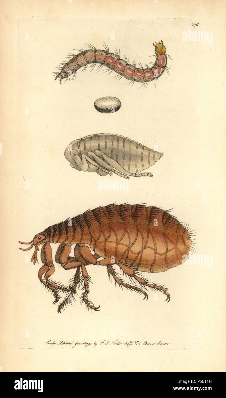 Human Flea Pulex Irritans Illustration Unsigned George Shaw And Frederick Nodder Handcolored Copperplate Engraving From George Shaw And Frederick Nodder S The Naturalist S Miscellany 1794 Frederick Polydore Nodder Was A Gifted Natural