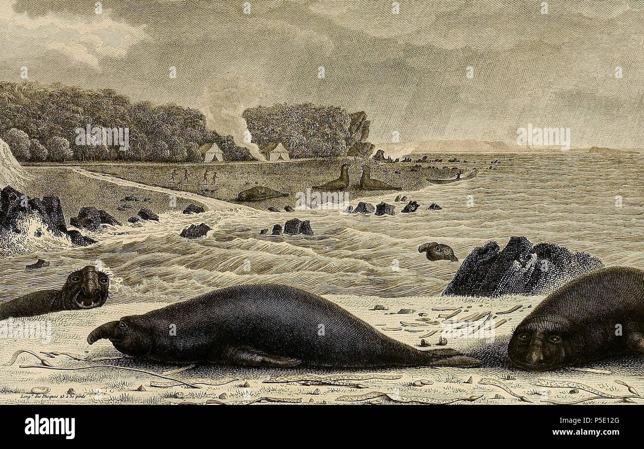 N/A. Illustration of elephant seals and sealers on a bay on King Island
