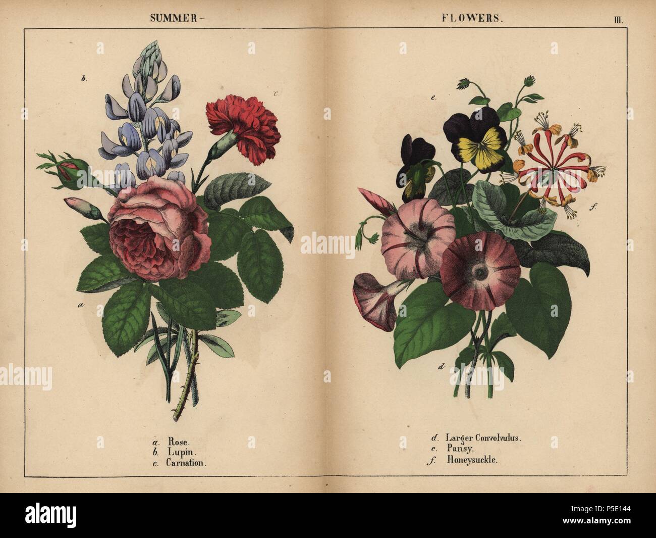 Pink cabbage rose, blue lupin, scarlet carnation, purple larger convolvulus, purple and yellow pansy, and pink and orange honeysuckle.. . Chromolithograph from 'The Instructive Picturebook, or Lessons from the Vegetable World,' [Charlotte Mary Yonge], Edinburgh, 1858. Stock Photo