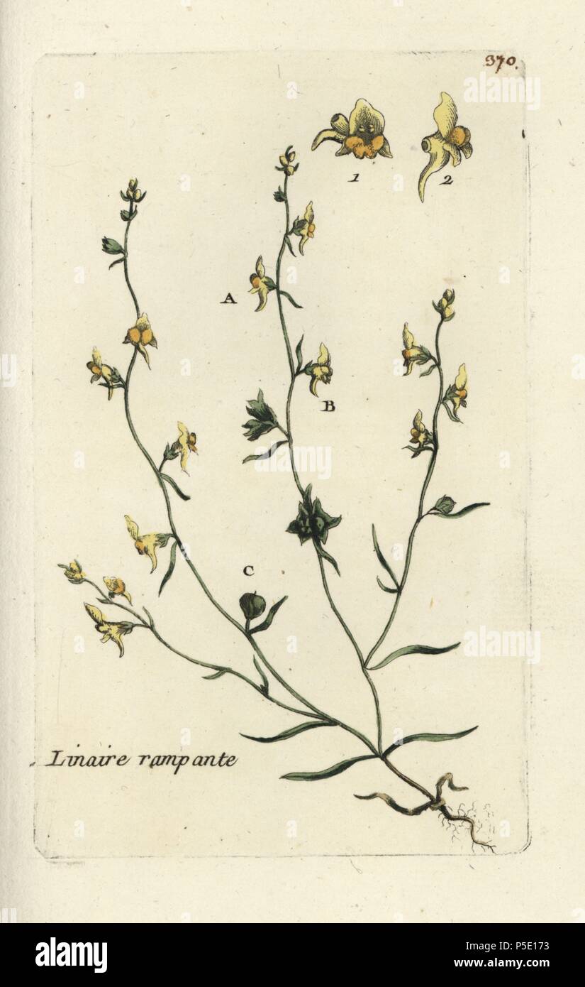 Prostrate toadflax, Linaria supina. Handcoloured botanical drawn and engraved by Pierre Bulliard from his own 'Flora Parisiensis,' 1776, Paris, P. F. Didot. Pierre Bulliard (1752-1793) was a famous French botanist who pioneered the three-colour-plate printing technique. His introduction to the flowers of Paris included 640 plants. Stock Photo