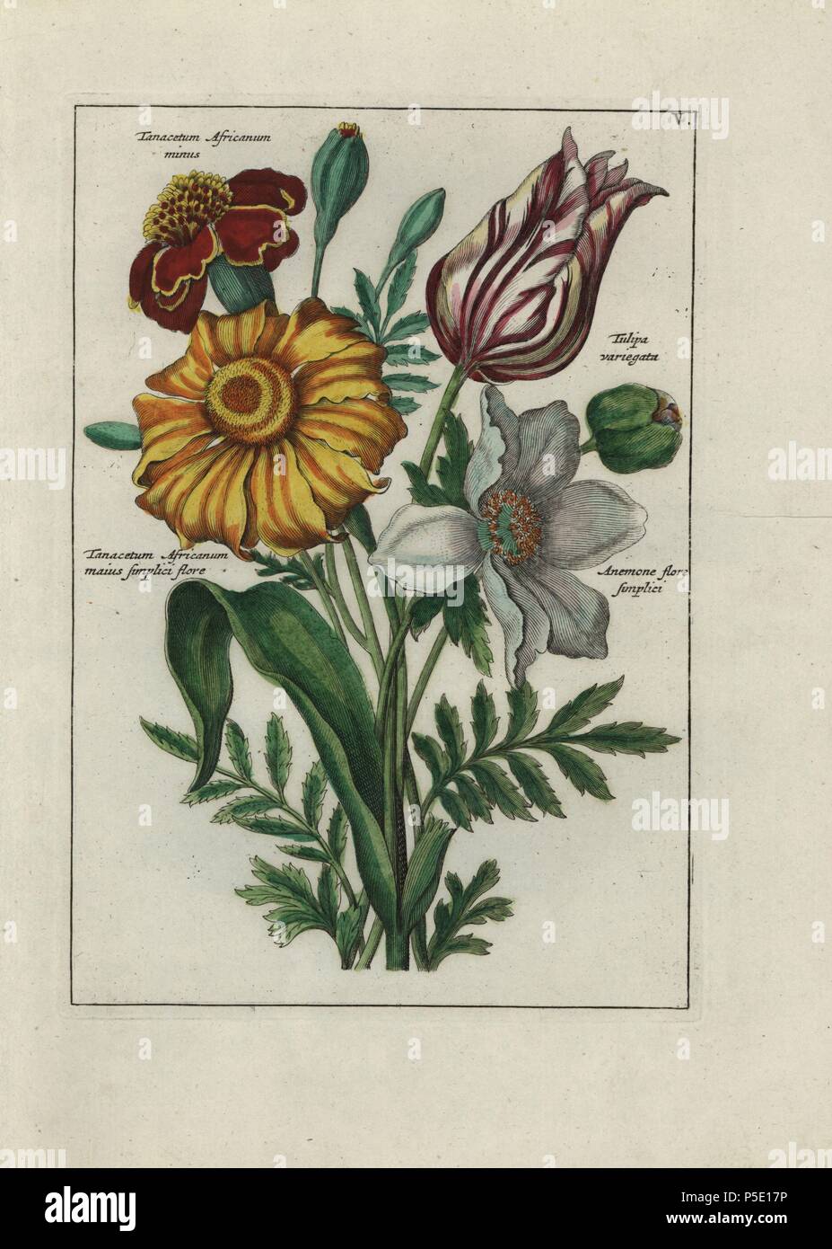 Bouquet of feverfew (Tanacetum species), tulip (Tulipa variegata) and anemone (Anemone flore simplici). Handcoloured copperplate botanical engraving from 'Nederlandsch Bloemwerk' (Dutch Flower Arrangements), Amsterdam, J.B. Elwe, 1794. Illustration copied from a work by one of the outstanding French flower painters of the 17th century, Nicolas Robert (1614-1685), entitled 'Variae ac multiformes florum species.. Diverses fleurs,' Paris, 1660. Stock Photo