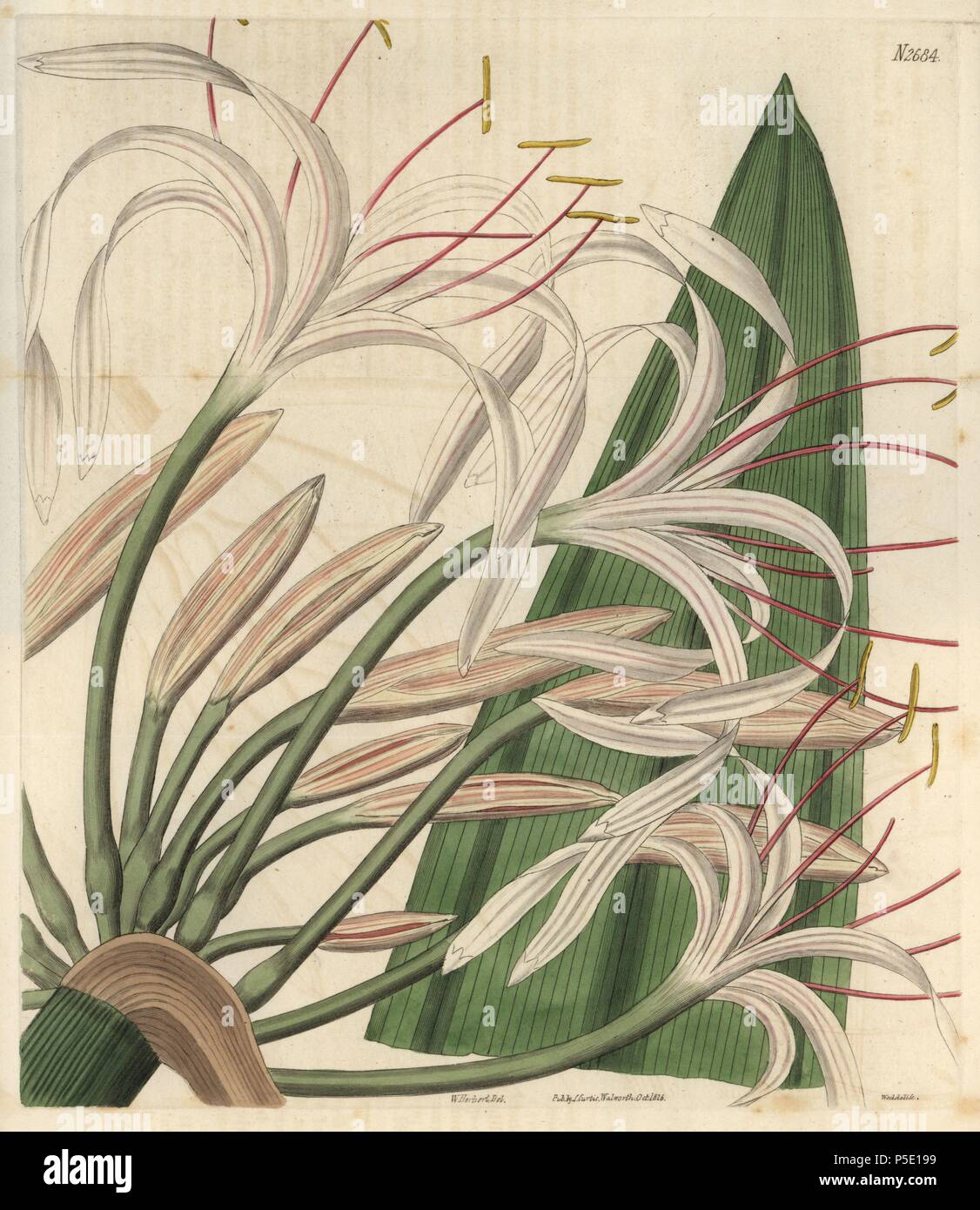 Tall rangoon crinum. Crinum procerum. White crinum lily with fine pink lines from Rangoon, Burma.. Illustration by William Herbert, engraved by Weddell. Handcolored copperplate engraving from Samuel Curtis's 'The Curtis Botanical Magazine' 1826. . Herbert (1778-1847) was a clergyman, classical scholar, poet and botanist. A keen gardener, he was an expert on bulbous plants and developed many new varieties. . Samuel Curtis, cousin and son-in-law to William Curtis, took over the Botanical Magazine in 1826. Samuel re-named it 'The Curtis Botanical Magazine' and enlisted the help of William Jackson Stock Photo