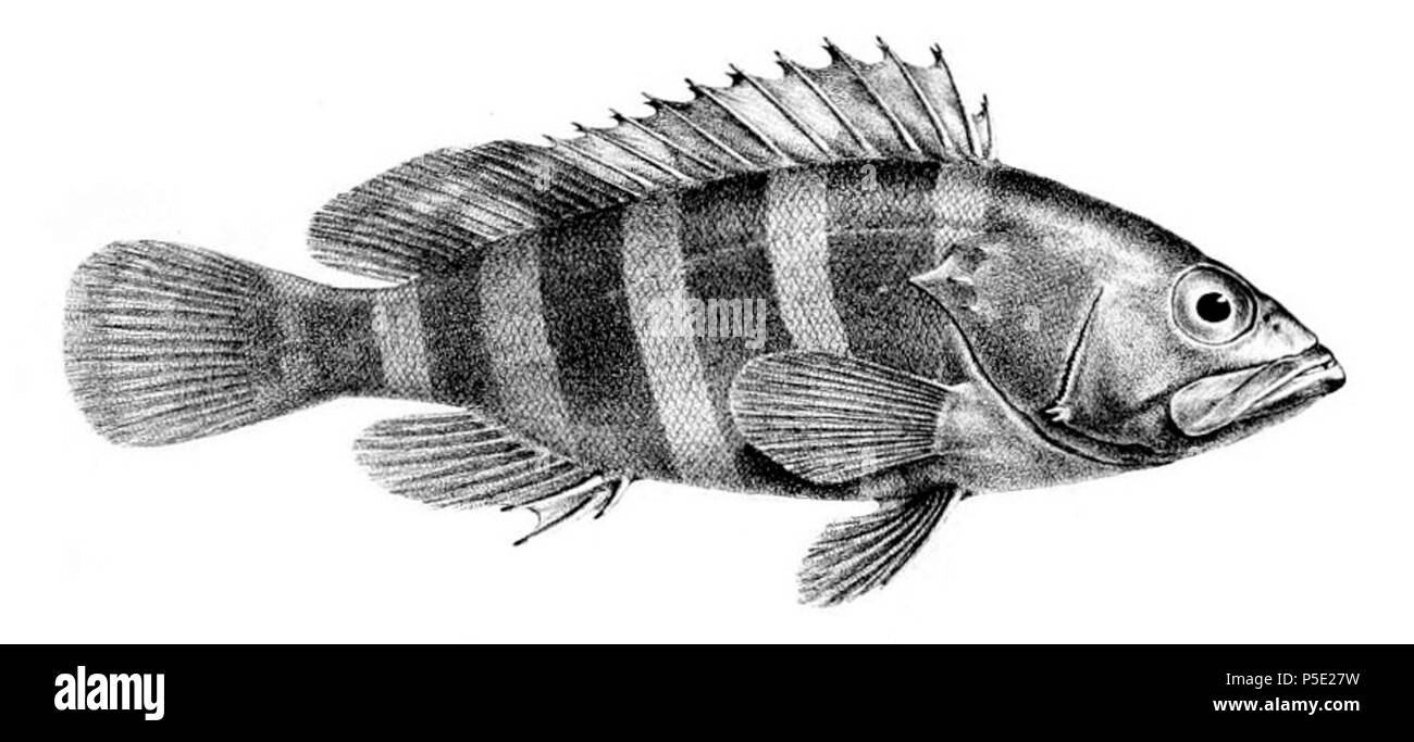 N/A. Polski: Epinephelus diacanthus . 12 April 2013, 18:45:13.   George Henry Ford  (1808–1876)    Alternative names G. H. Ford  Description artist  Date of birth/death 20 May 1808 1876  Location of birth/death Cape Colony London  Authority control  : Q17105498 VIAF:317102730 LCCN:n2015185868 WorldCat 520 Epinephelus diacanthus Stock Photo