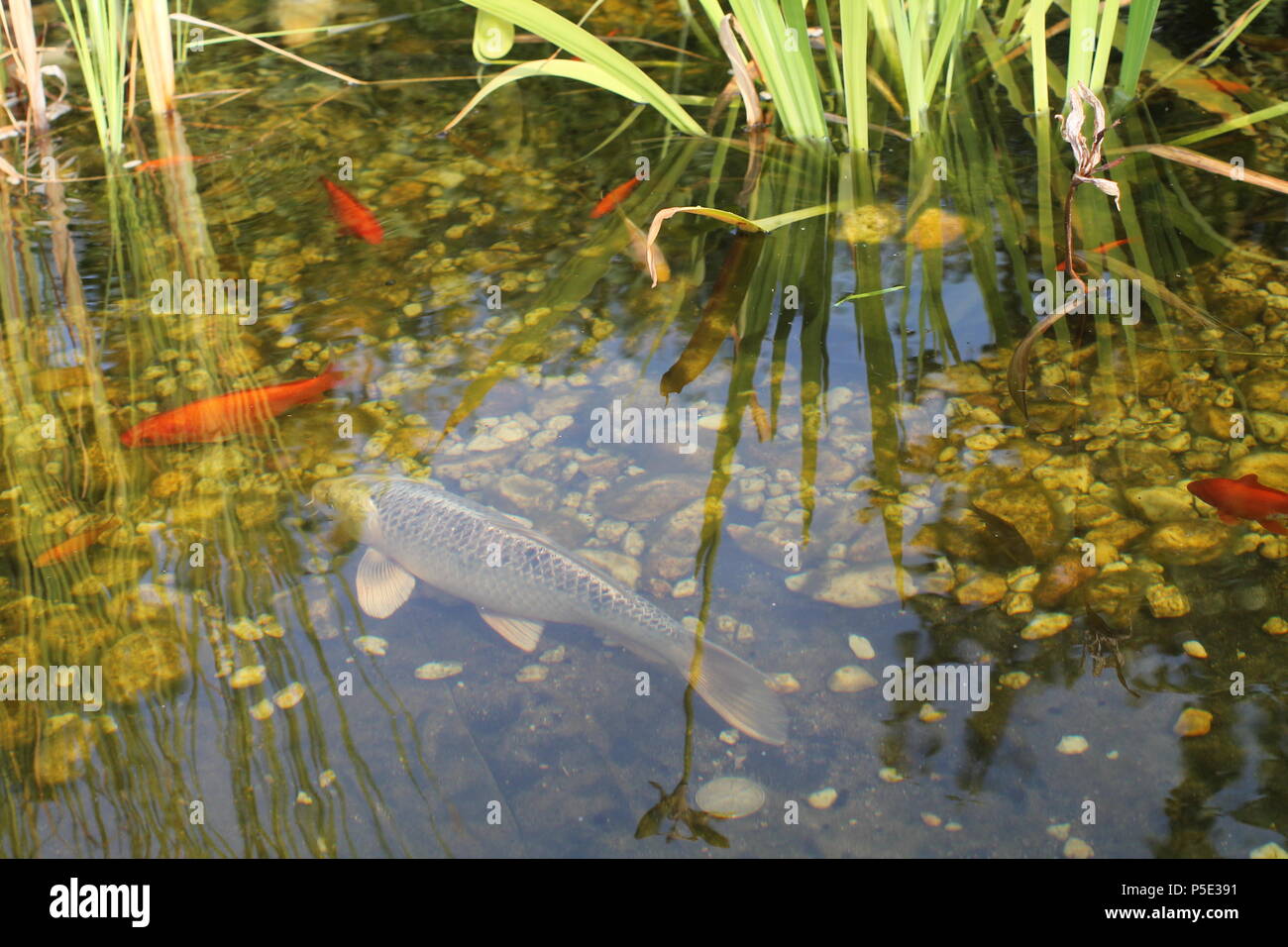 House artificial pond with gold fishes and water plants. Garden pool. Stock Photo