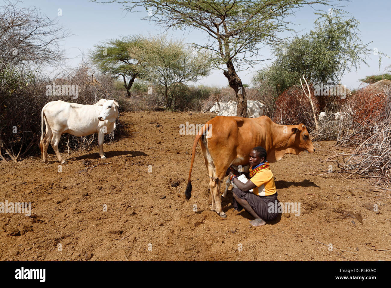 Livestock herders drive their herds to the few waterholes in the dry