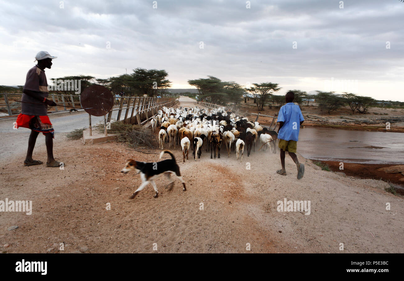 Livestock herders drive their herds to the few waterholes in the dry landscape of the provincial town Isiolo. For years northern Kenya has been suffer Stock Photo
