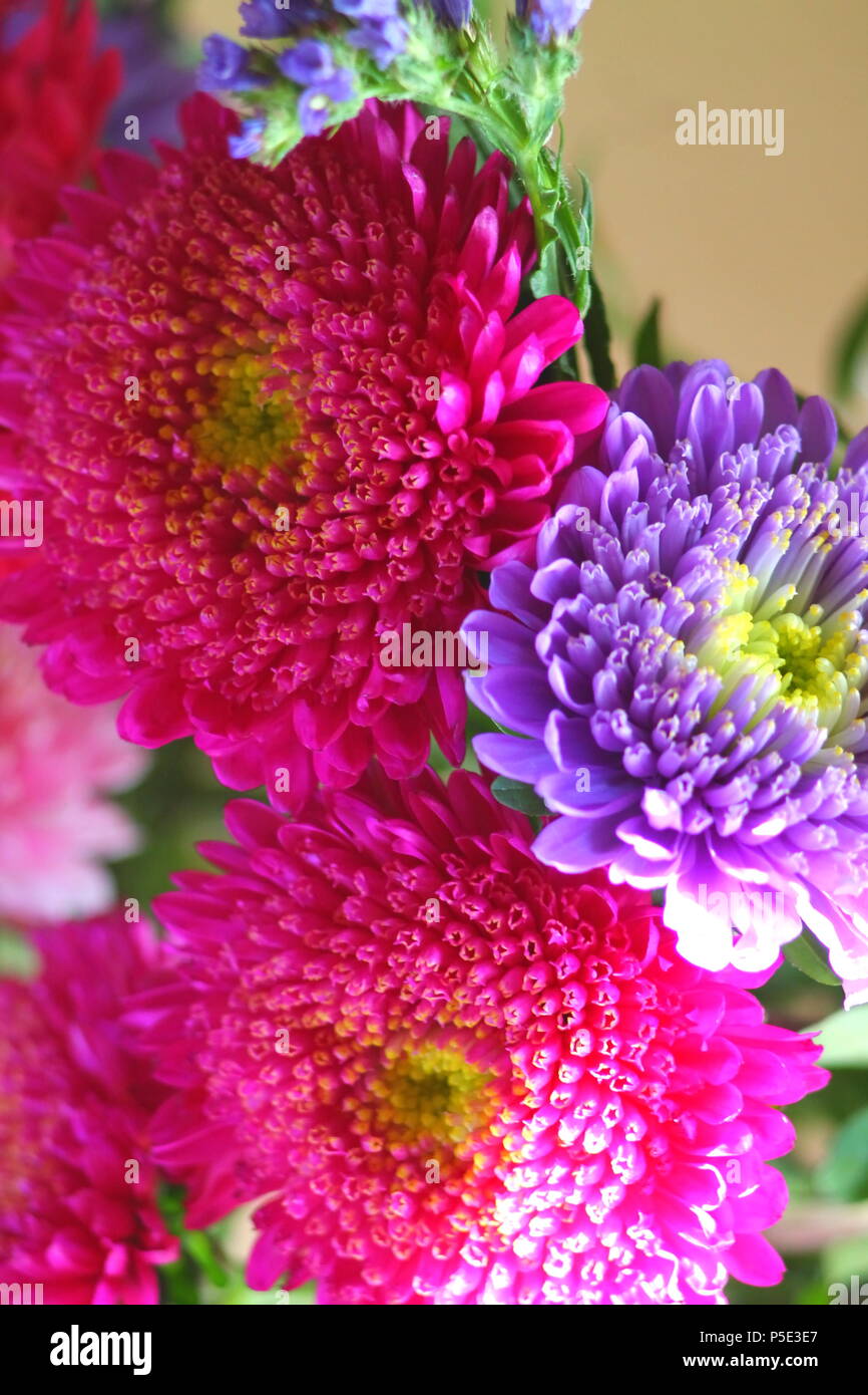Opulent bright pink and violet yellow-centered aster flowerheads close up. Selected focus. Floral background. Stock Photo