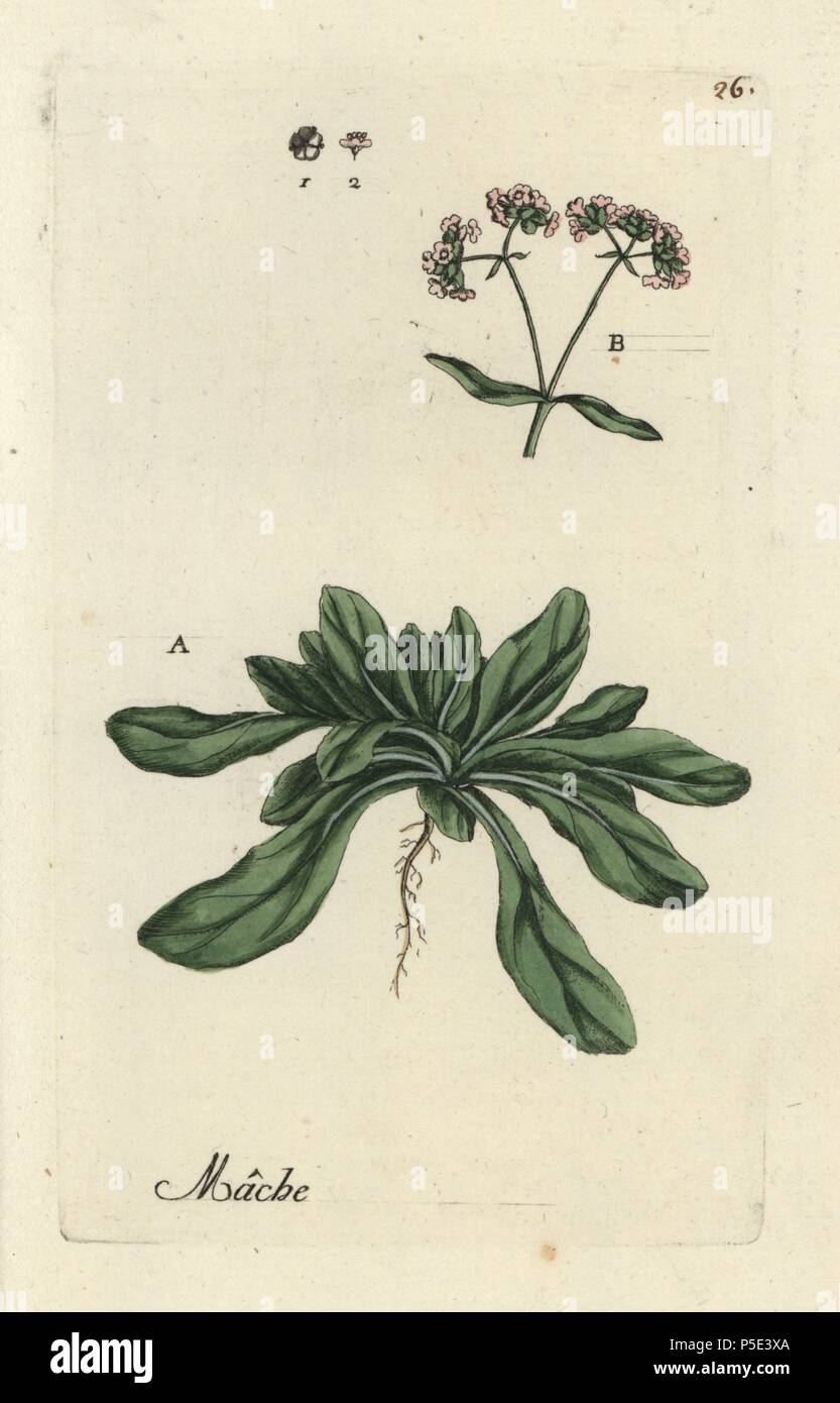 Corn salad, Valeriana locusta. Handcoloured engraving by Pierre Bulliard from his own 'Flora Parisiensis,' 1776, Paris, P.F. Didot. Pierre Bulliard (1752-1793 was a famous French botanist who pioneered the three-colour-plate printing technique. His introduction to the flowers of Paris included 640 plants. Stock Photo