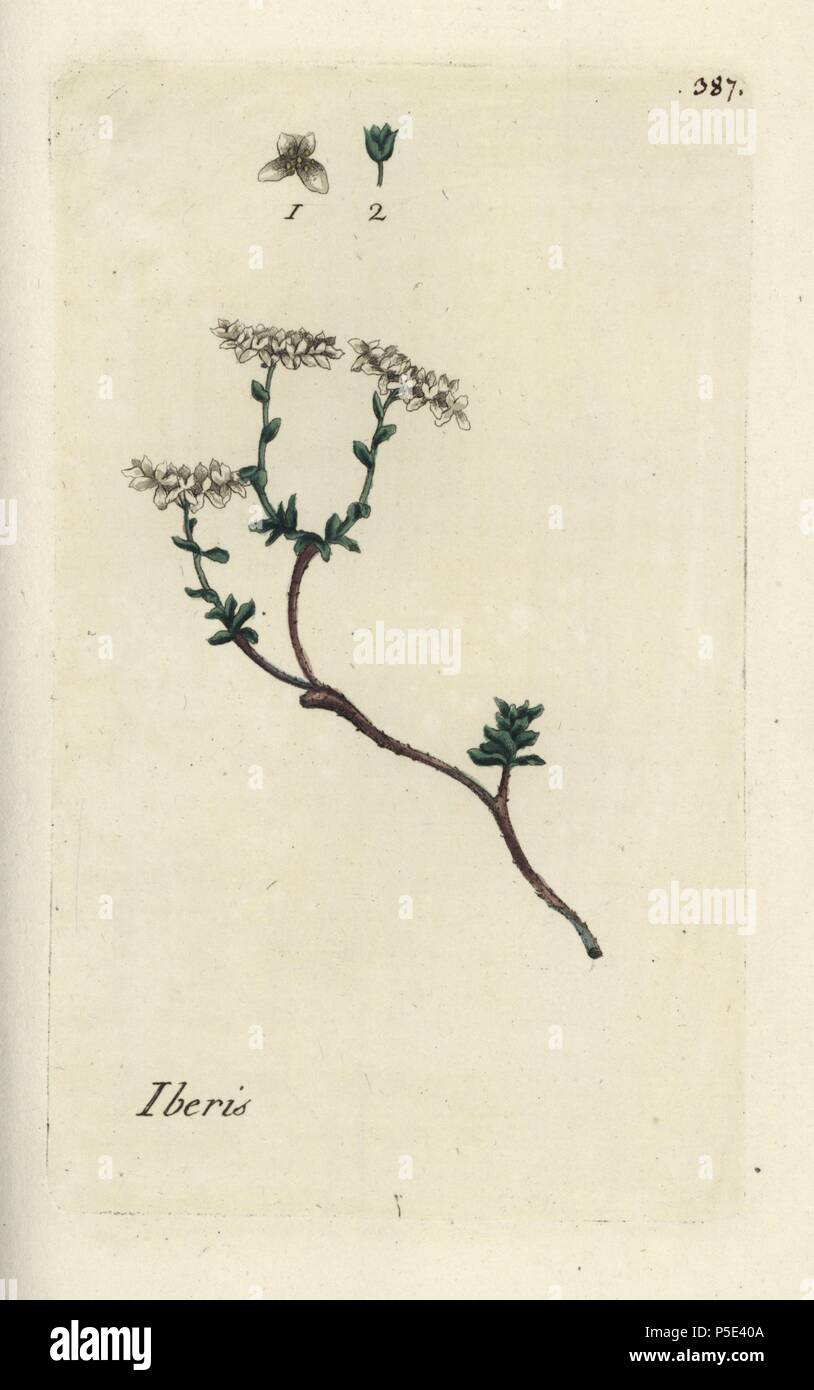 Annual candytuft, Iberis saxatilis. Handcoloured botanical drawn and engraved by Pierre Bulliard from his own 'Flora Parisiensis,' 1776, Paris, P. F. Didot. Pierre Bulliard (1752-1793) was a famous French botanist who pioneered the three-colour-plate printing technique. His introduction to the flowers of Paris included 640 plants. Stock Photo