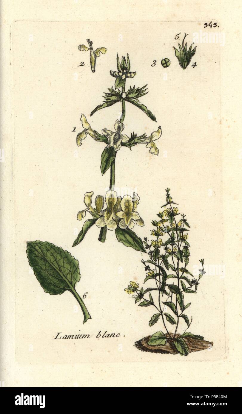 Downy woundwort, Stachys germanica. Handcoloured botanical drawn and engraved by Pierre Bulliard from his own 'Flora Parisiensis,' 1776, Paris, P. F. Didot. Pierre Bulliard (1752-1793) was a famous French botanist who pioneered the three-colour-plate printing technique. His introduction to the flowers of Paris included 640 plants. Stock Photo