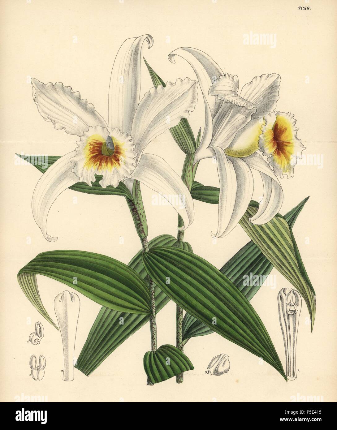 Sobralia leucoxantha, white orchid native to Costa Rica. Hand-coloured botanical illustration drawn by Matilda Smith and lithographed by J.N. Fitch from Joseph Dalton Hooker's 'Curtis's Botanical Magazine,' 1889, L. Reeve & Co. A second-cousin and pupil of Sir Joseph Dalton Hooker, Matilda Smith (1854-1926) was the main artist for the Botanical Magazine from 1887 until 1920 and contributed 2,300 illustrations. Stock Photo