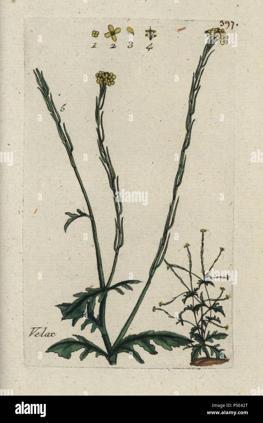 Hedge mustard, Sisymbrium officinale. . Handcoloured botanical drawn and engraved by Pierre Bulliard from his own 'Flora Parisiensis,' 1776, Paris, P. F. Didot. Pierre Bulliard (1752-1793) was a famous French botanist who pioneered the three-colour-plate printing technique. His introduction to the flowers of Paris included 640 plants. Stock Photo