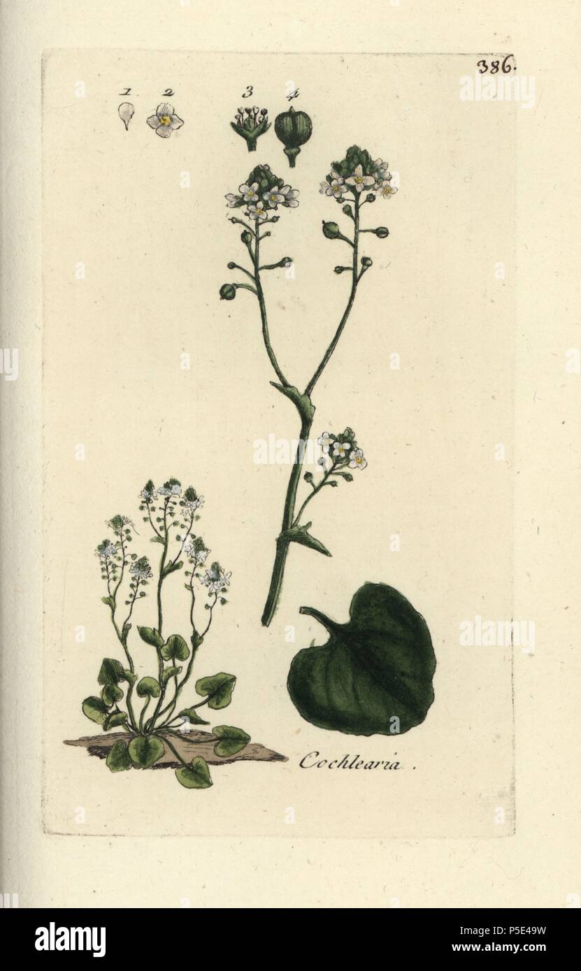 Common scurvygrass, Cochlearia officinalis. Handcoloured botanical drawn and engraved by Pierre Bulliard from his own 'Flora Parisiensis,' 1776, Paris, P. F. Didot. Pierre Bulliard (1752-1793) was a famous French botanist who pioneered the three-colour-plate printing technique. His introduction to the flowers of Paris included 640 plants. Stock Photo