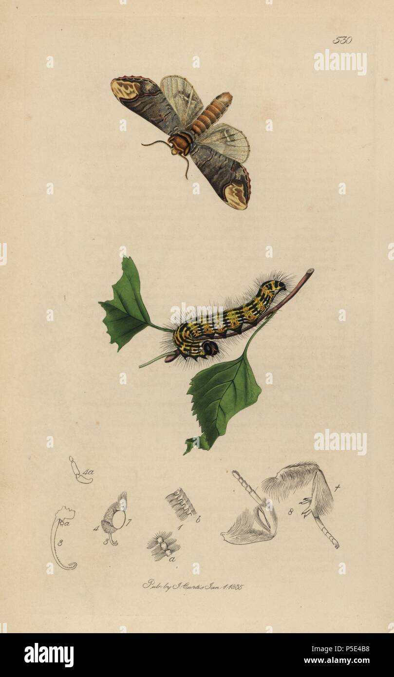 Pygaera bucephala, Phalera bucephala, Buff-tip moth and caterpillar on leaf. Handcoloured copperplate drawn and engraved by John Curtis for his own 'British Entomology, being Illustrations and Descriptions of the Genera of Insects found in Great Britain and Ireland,' London, 1834. Curtis (1791 –1862) was an entomologist, illustrator, engraver and publisher. 'British Entomology' was published from 1824 to 1839, and comprised 770 illustrations of insects and the plants upon which they are found. Stock Photo