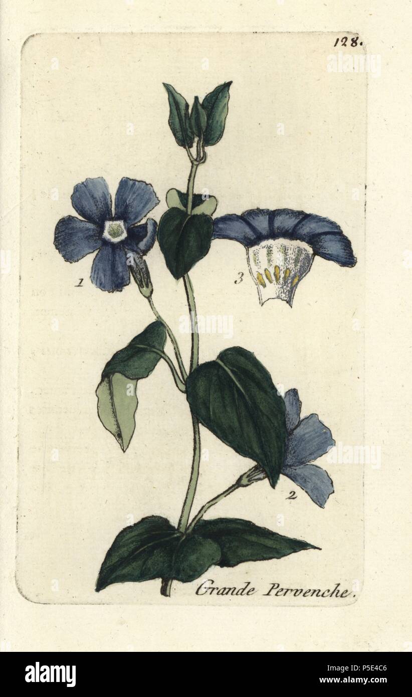Greater periwinkle, Vinca major. Handcoloured botanical drawn and engraved by Pierre Bulliard from his own 'Flora Parisiensis,' 1776, Paris, P. F. Didot. Pierre Bulliard (1752-1793) was a famous French botanist who pioneered the three-colour-plate printing technique. His introduction to the flowers of Paris included 640 plants. Stock Photo