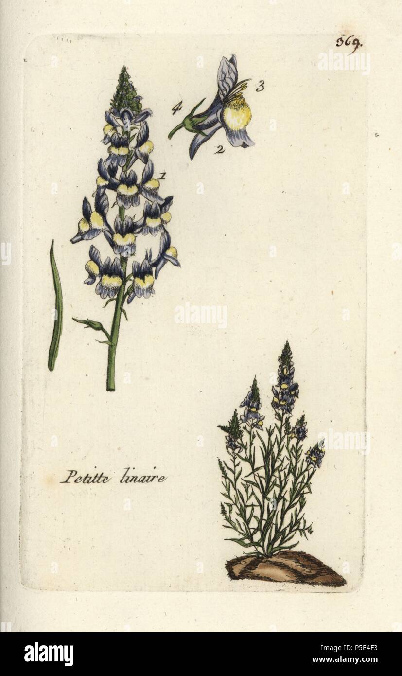 Least snapdragon, Antirrhinum minus. Handcoloured botanical drawn and engraved by Pierre Bulliard from his own 'Flora Parisiensis,' 1776, Paris, P. F. Didot. Pierre Bulliard (1752-1793) was a famous French botanist who pioneered the three-colour-plate printing technique. His introduction to the flowers of Paris included 640 plants. Stock Photo