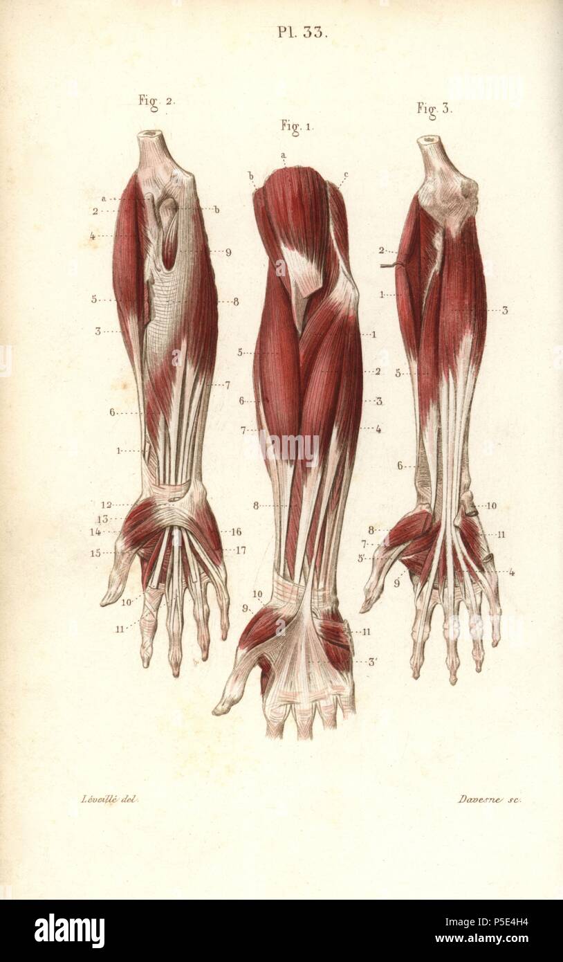 Wrist Muscle Anatomy - Anatomy Drawing Diagram