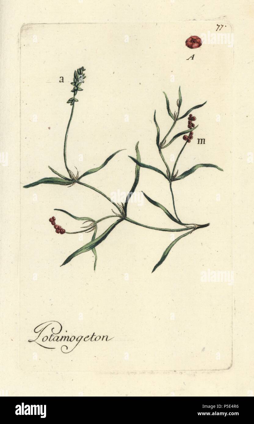 Grasswrack pondweed, Potamogeton compressus. Handcoloured botanical drawn and engraved by Pierre Bulliard from his own 'Flora Parisiensis,' 1776, Paris, P.F. Didot. Pierre Bulliard (1752-1793) was a famous French botanist who pioneered the three-colour-plate printing technique. His introduction to the flowers of Paris included 640 plants. Stock Photo