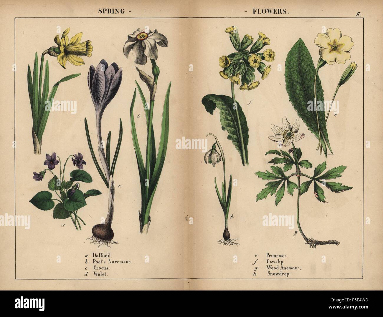 Yellow daffodil, white poet's narcissus, purple crocus, purple violet, yellow primrose, yellow cowslip, white wood anemone, and white snowdrop.. . Chromolithograph from 'The Instructive Picturebook, or Lessons from the Vegetable World,' [Charlotte Mary Yonge], Edinburgh, 1858. Stock Photo