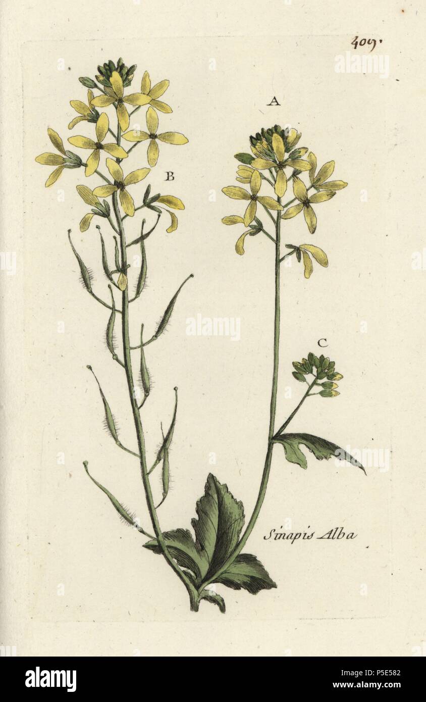 White mustard, Sinapis alba. Handcoloured botanical drawn and engraved by Pierre Bulliard from his own 'Flora Parisiensis,' 1776, Paris, P. F. Didot. Pierre Bulliard (1752-1793) was a famous French botanist who pioneered the three-colour-plate printing technique. His introduction to the flowers of Paris included 640 plants. Stock Photo