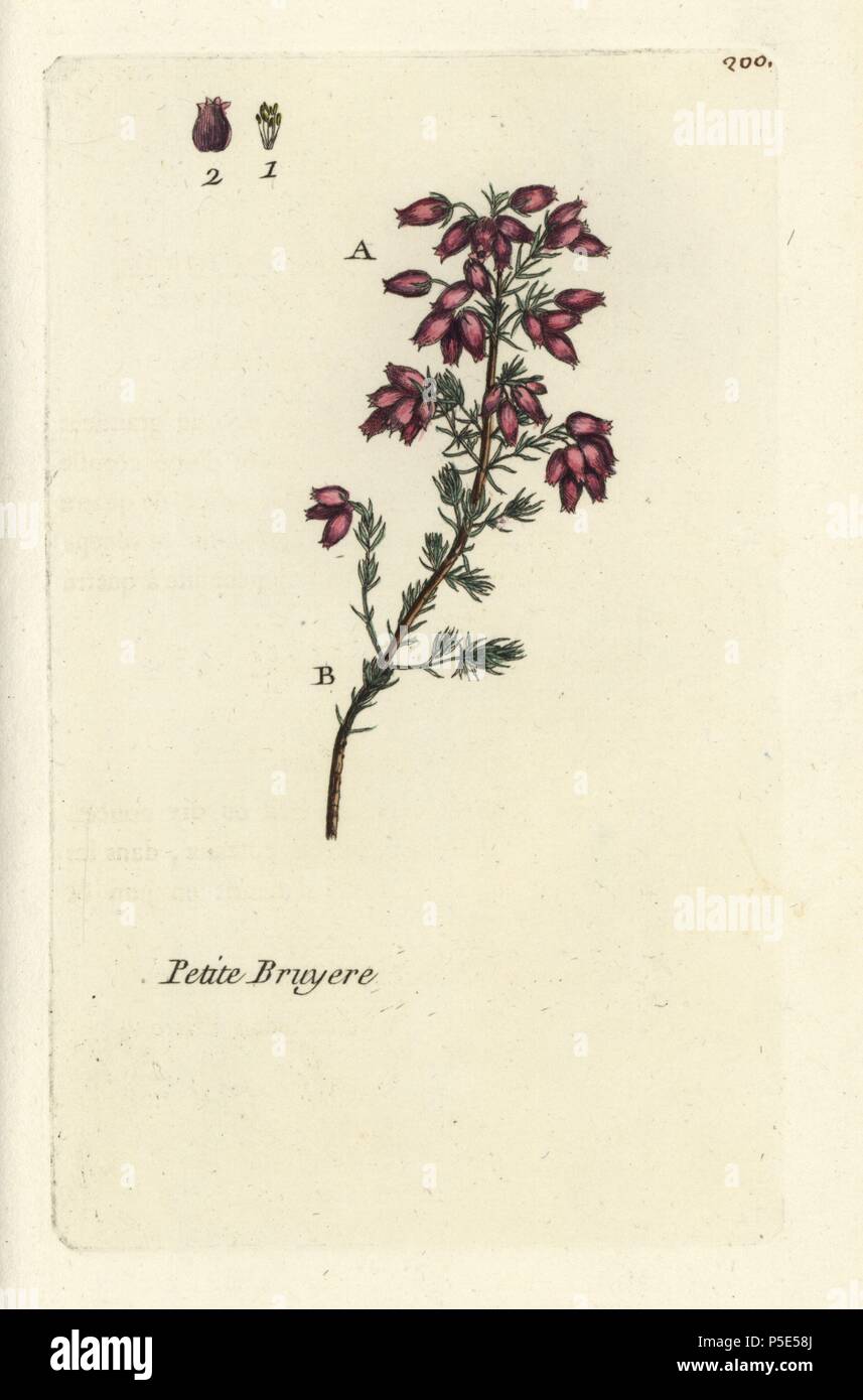 Bell heather, Erica cinerea. Handcoloured botanical drawn and engraved by Pierre Bulliard from his own 'Flora Parisiensis,' 1776, Paris, P. F. Didot. Pierre Bulliard (1752-1793) was a famous French botanist who pioneered the three-colour-plate printing technique. His introduction to the flowers of Paris included 640 plants. Stock Photo