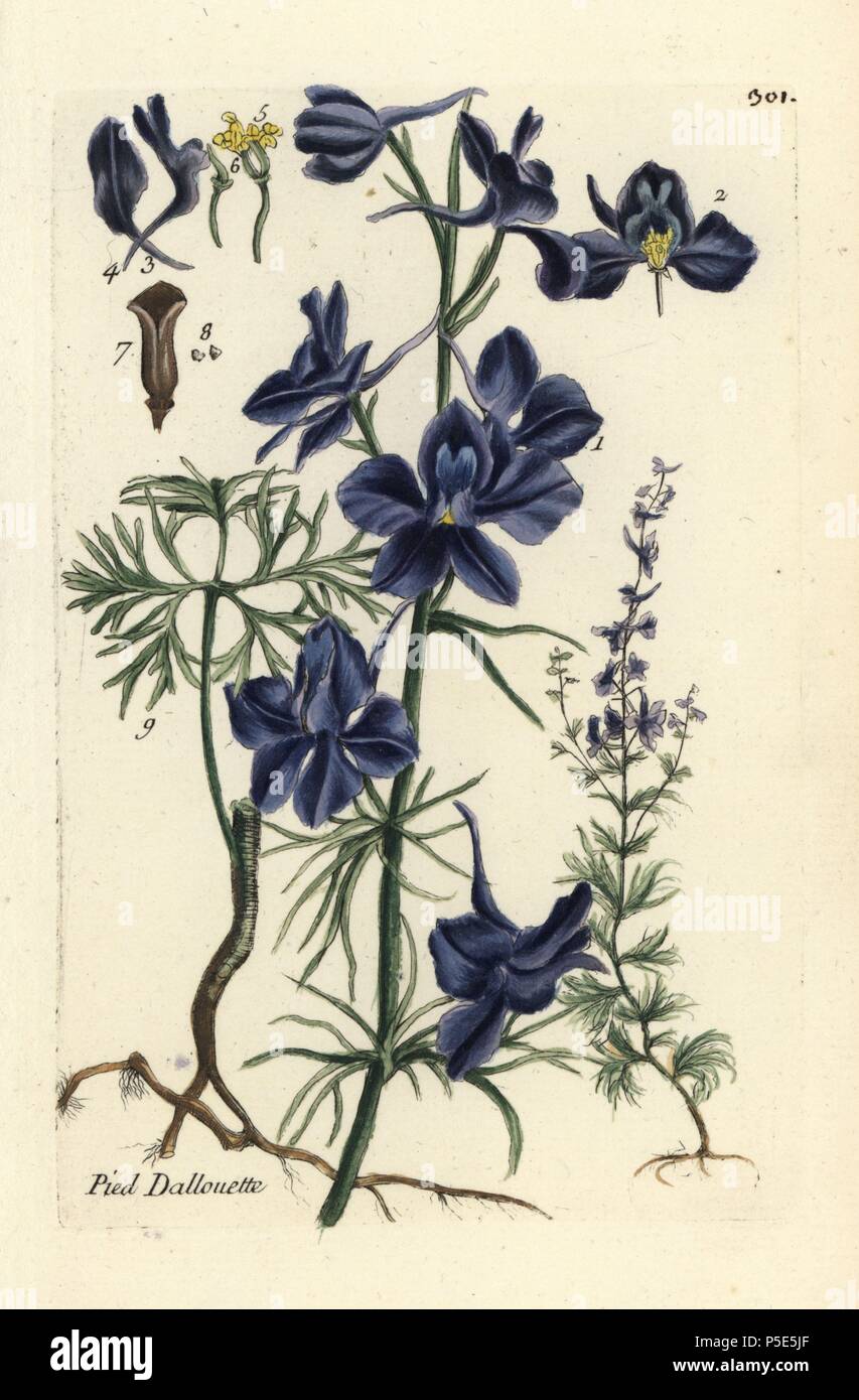 Forking larkspur, Consolida regalis. Handcoloured botanical drawn and engraved by Pierre Bulliard from his own 'Flora Parisiensis,' 1776, Paris, P. F. Didot. Pierre Bulliard (1752-1793) was a famous French botanist who pioneered the three-colour-plate printing technique. His introduction to the flowers of Paris included 640 plants. Stock Photo