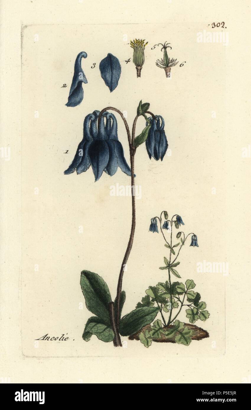 Columbine, Aquilegia vulgaris. . Handcoloured botanical drawn and engraved by Pierre Bulliard from his own 'Flora Parisiensis,' 1776, Paris, P. F. Didot. Pierre Bulliard (1752-1793) was a famous French botanist who pioneered the three-colour-plate printing technique. His introduction to the flowers of Paris included 640 plants. Stock Photo