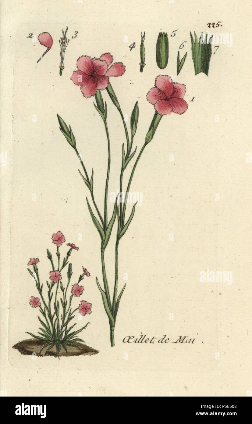 Maiden pink, Dianthus deltoides. Handcoloured botanical drawn and engraved by Pierre Bulliard from his own 'Flora Parisiensis,' 1776, Paris, P. F. Didot. Pierre Bulliard (1752-1793) was a famous French botanist who pioneered the three-colour-plate printing technique. His introduction to the flowers of Paris included 640 plants. Stock Photo