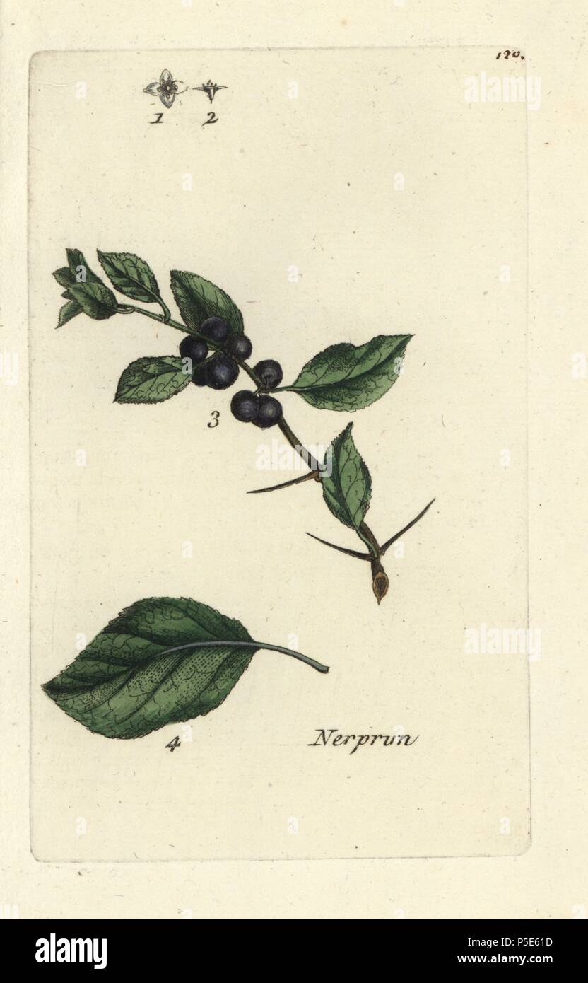 Purging buckthorn, Ramnus cathartica. Handcoloured botanical drawn and engraved by Pierre Bulliard from his own 'Flora Parisiensis,' 1776, Paris, P.F. Didot. Pierre Bulliard (1752-1793) was a famous French botanist who pioneered the three-colour-plate printing technique. His introduction to the flowers of Paris included 640 plants. Stock Photo