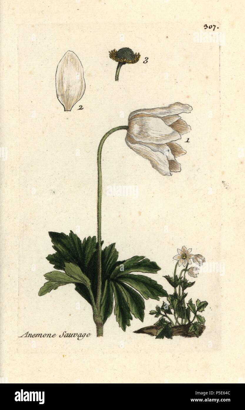 Snowdrop anemone, Anemone sylvestris. Handcoloured botanical drawn and engraved by Pierre Bulliard from his own 'Flora Parisiensis,' 1776, Paris, P. F. Didot. Pierre Bulliard (1752-1793) was a famous French botanist who pioneered the three-colour-plate printing technique. His introduction to the flowers of Paris included 640 plants. Stock Photo
