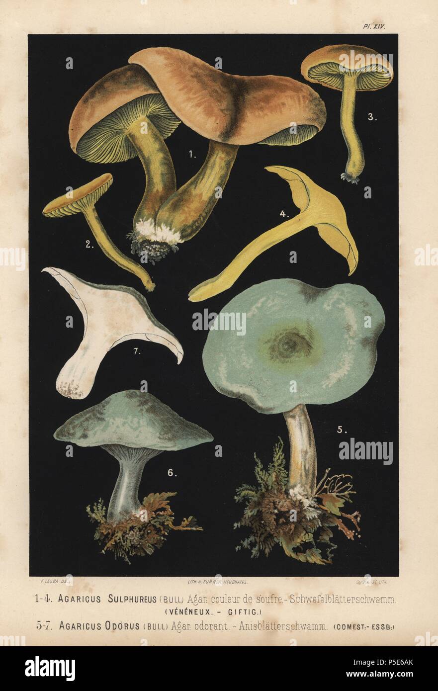 Sulphur knight or gas agaric, Tricholoma sulphureum, Agaricus sulphureus, and Aniseed toadstool, Clitocybe odora, Agaricus odorus. Chromolithograph by C. Krause of an illustration by Fritz Leuba from 'Les champignons comestibles et les especes vénéneuses avec lesquelles ils pourraient etre confondus' (Edible mushrooms and the poisonous species they should not be confused with), Delachaux et Niestle, Neuchatel, Switzerland, 1890, lithographed by H. Furrer. Fritz Leuba (1848-1910) was a mycologist and artist from Neuchatel, Switzerland. Stock Photo