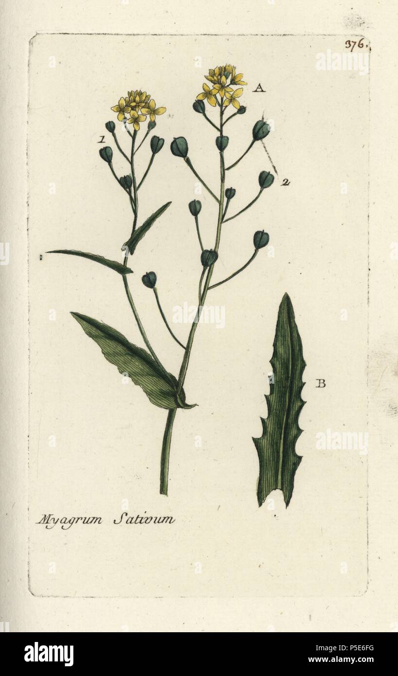False flax, Camelina sativa. Handcoloured botanical drawn and engraved by Pierre Bulliard from his own 'Flora Parisiensis,' 1776, Paris, P. F. Didot. Pierre Bulliard (1752-1793) was a famous French botanist who pioneered the three-colour-plate printing technique. His introduction to the flowers of Paris included 640 plants. Stock Photo