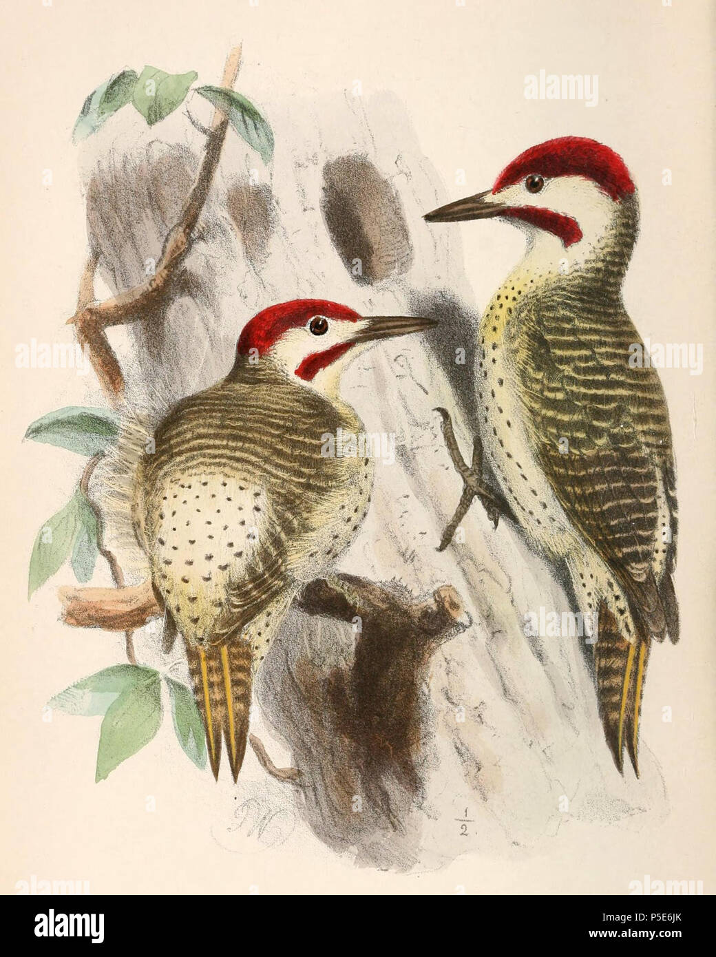 https://c8.alamy.com/comp/P5E6JK/na-english-campethera-capricorni-=-campethera-bennettii-capricorni-subspecies-of-bennetts-woodpecker-franais-campethera-capricorni-=-campethera-bennettii-capricorni-sous-espce-de-pic-de-bennett-1869-joseph-wolf-18201899-alternative-names-matthias-wolf-joseph-wolff-josef-wolf-matthias-wolff-description-german-artist-date-of-birthdeath-21-january-1820-20-april-1899-location-of-birthdeath-mrz-germany-london-work-location-london-authority-control-q1708274-viaf54950825-isni0000-0000-8384-0531-ulan500006240-lccnn80006277-nla36115701-worldcat-265-c-P5E6JK.jpg