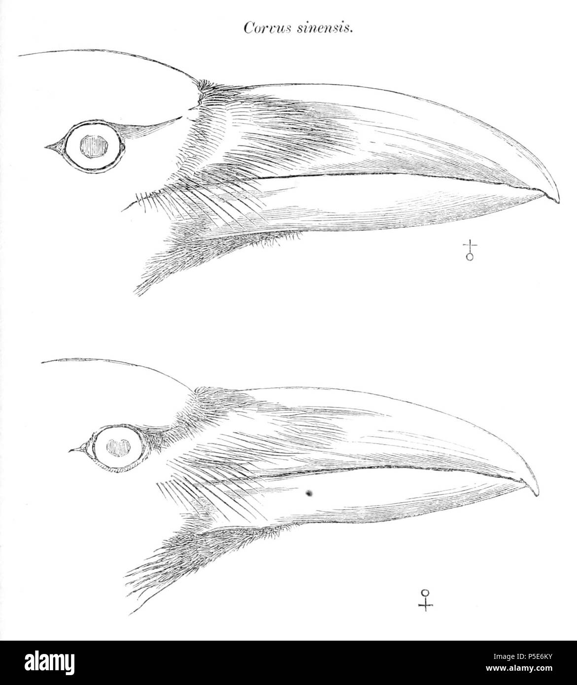 N/A.  English: « Corvus sinensis » = Corvus macrorhynchos (Jungle Crow) - head Français: « Corvus sinensis » = Corvus macrorhynchos (Corbeau à gros bec) - tête . 1870.   Robert Swinhoe  (1836–1877)     Alternative names Swinhoe  Description British biologist, ornithologist, zoologist, naturalist, entomologist and ichthyologist  Date of birth/death 1 September 1836 28 October 1877  Location of birth/death Calcutta London  Authority control  : Q468149 VIAF:27460884 ISNI:0000 0000 7146 5834 LCCN:n2009066735 Botanist:Swinhoe Oxford Dict.:38460 WorldCat 383 Corvus macrorhynchos 1870 Stock Photo