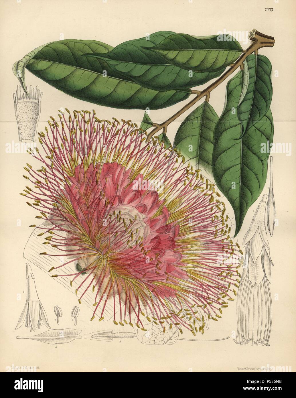 Brownea macrophylla, small tree native to New Grenada. Hand-coloured botanical illustration drawn by Matilda Smith and lithographed by J.N. Fitch from Joseph Dalton Hooker's 'Curtis's Botanical Magazine,' 1889, L. Reeve & Co. A second-cousin and pupil of Sir Joseph Dalton Hooker, Matilda Smith (1854-1926) was the main artist for the Botanical Magazine from 1887 until 1920 and contributed 2,300 illustrations. Stock Photo