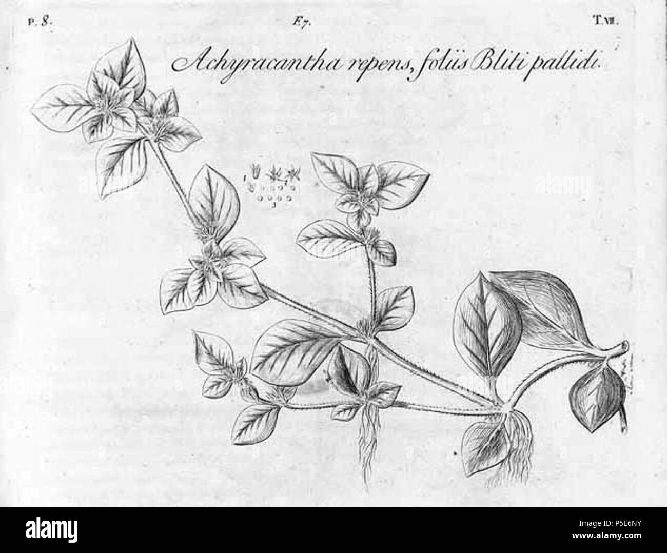N/A. English: Plate showing Alternanthera pungens ('Achyracantha repens foliis Bliti pallidi') - Dillenius, J.J., Hortus Elthamensis, vol. 1: p. 8A, t. 7, fig. 7 (1732) . 1732. Johann Jacob Dillenius (1684-1747) 89 Alternanthera pungens00 Stock Photo