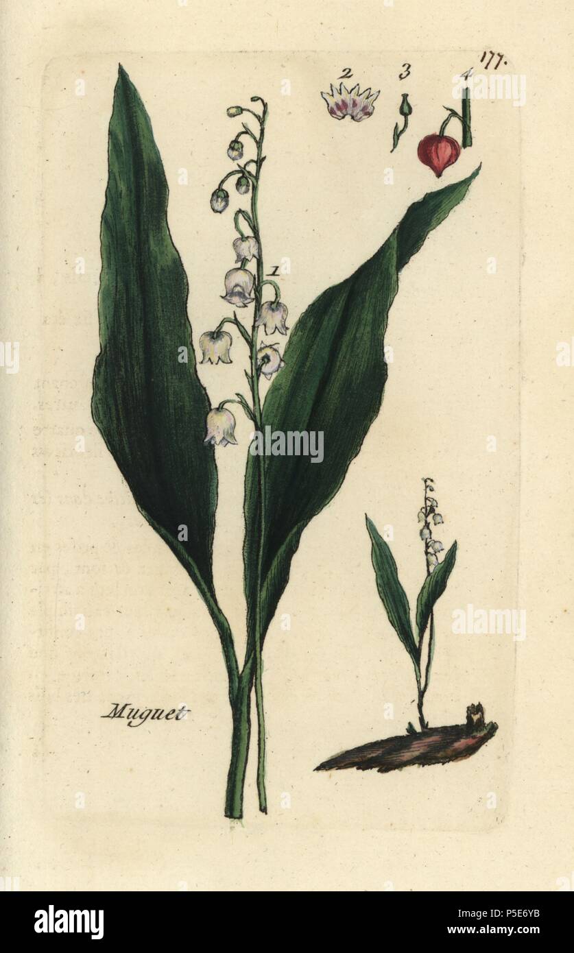 Lily Of The Valley Convallaria Majalis Handcoloured Botanical Drawn And Engraved By Pierre Bulliard From His Own Flora Parisiensis 1776 Paris P F Didot Pierre Bulliard 1752 1793 Was A Famous French Botanist