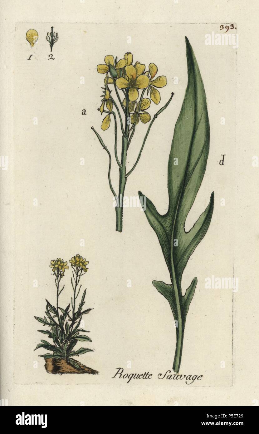 Perennial wallrocket, Diplotaxis tenuifolia. Handcoloured botanical drawn and engraved by Pierre Bulliard from his own "Flora Parisiensis," 1776, Paris, P. F. Didot. Pierre Bulliard (1752-1793) was a famous French botanist who pioneered the three-colour-plate printing technique. His introduction to the flowers of Paris included 640 plants. Stock Photo