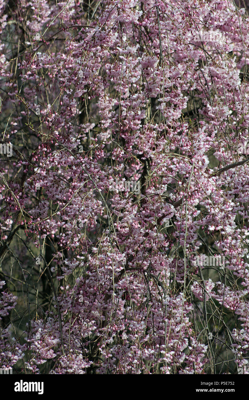Weeping cherry (Prunus subhirtella) Stock Photo