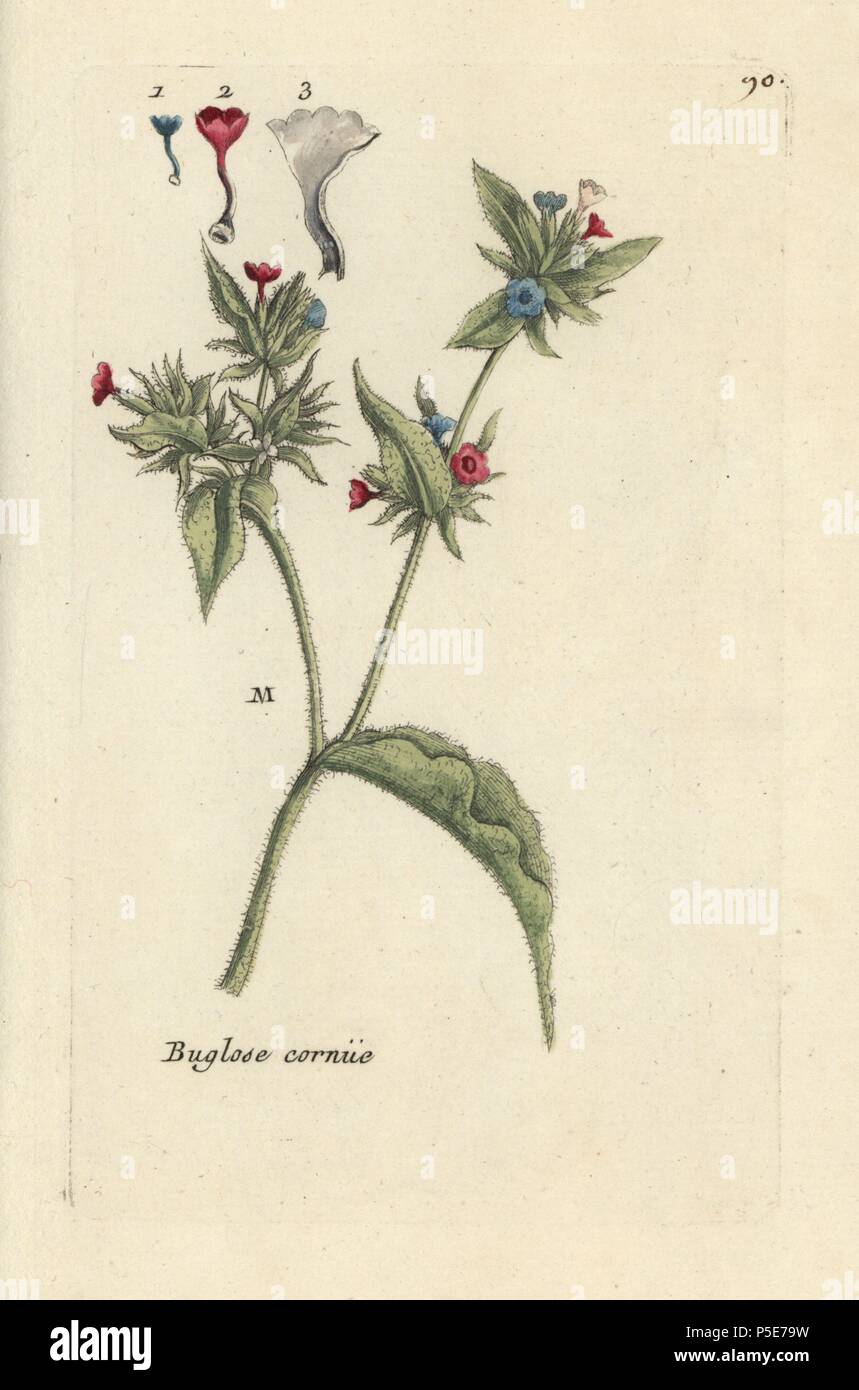 Wild bugloss, Anchusa arvensis. Handcoloured botanical drawn and engraved by Pierre Bulliard from his own 'Flora Parisiensis,' 1776, Paris, P.F. Didot. Pierre Bulliard (1752-1793) was a famous French botanist who pioneered the three-colour-plate printing technique. His introduction to the flowers of Paris included 640 plants. Stock Photo