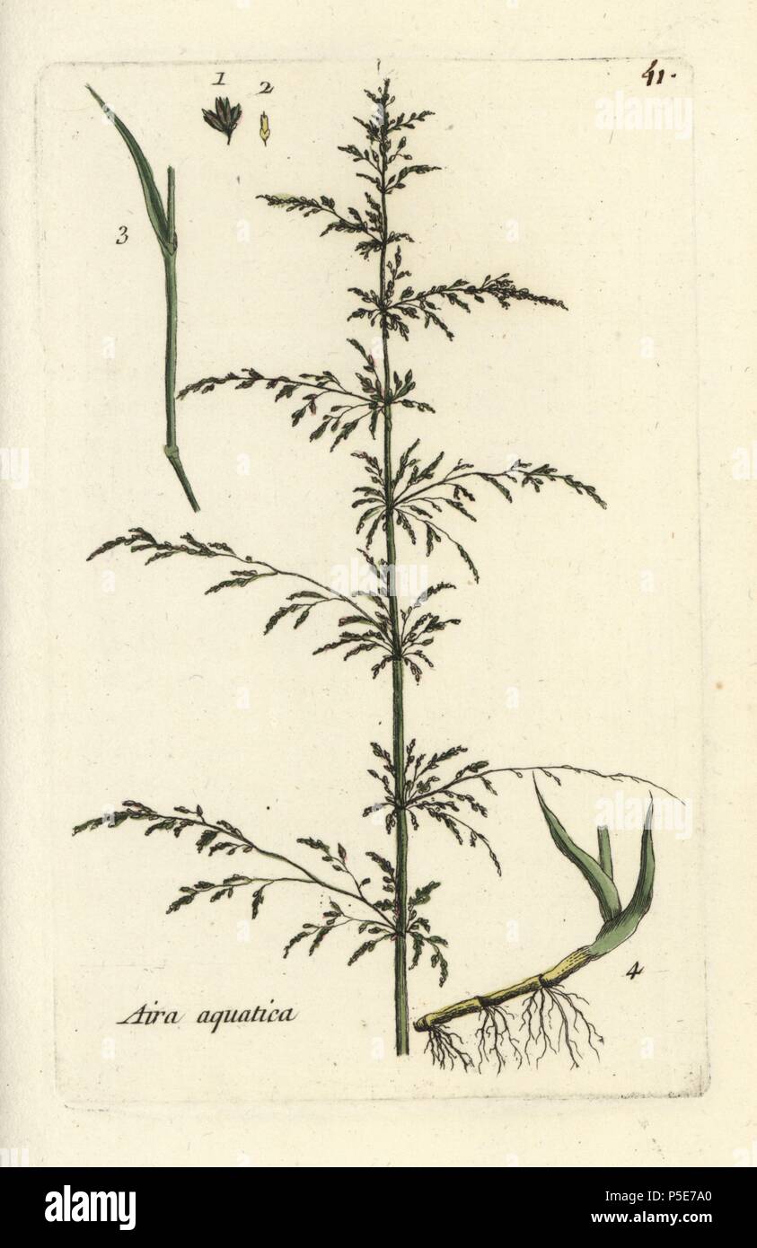 Water whorlgrass, Catabrosa aquatica. Handcoloured botanical drawn and engraved by Pierre Bulliard from his own 'Flora Parisiensis,' 1776, Paris, P.F. Didot. Pierre Bulliard (1752-1793 was a famous French botanist who pioneered the three-colour-plate printing technique. His introduction to the flowers of Paris included 640 plants. Stock Photo