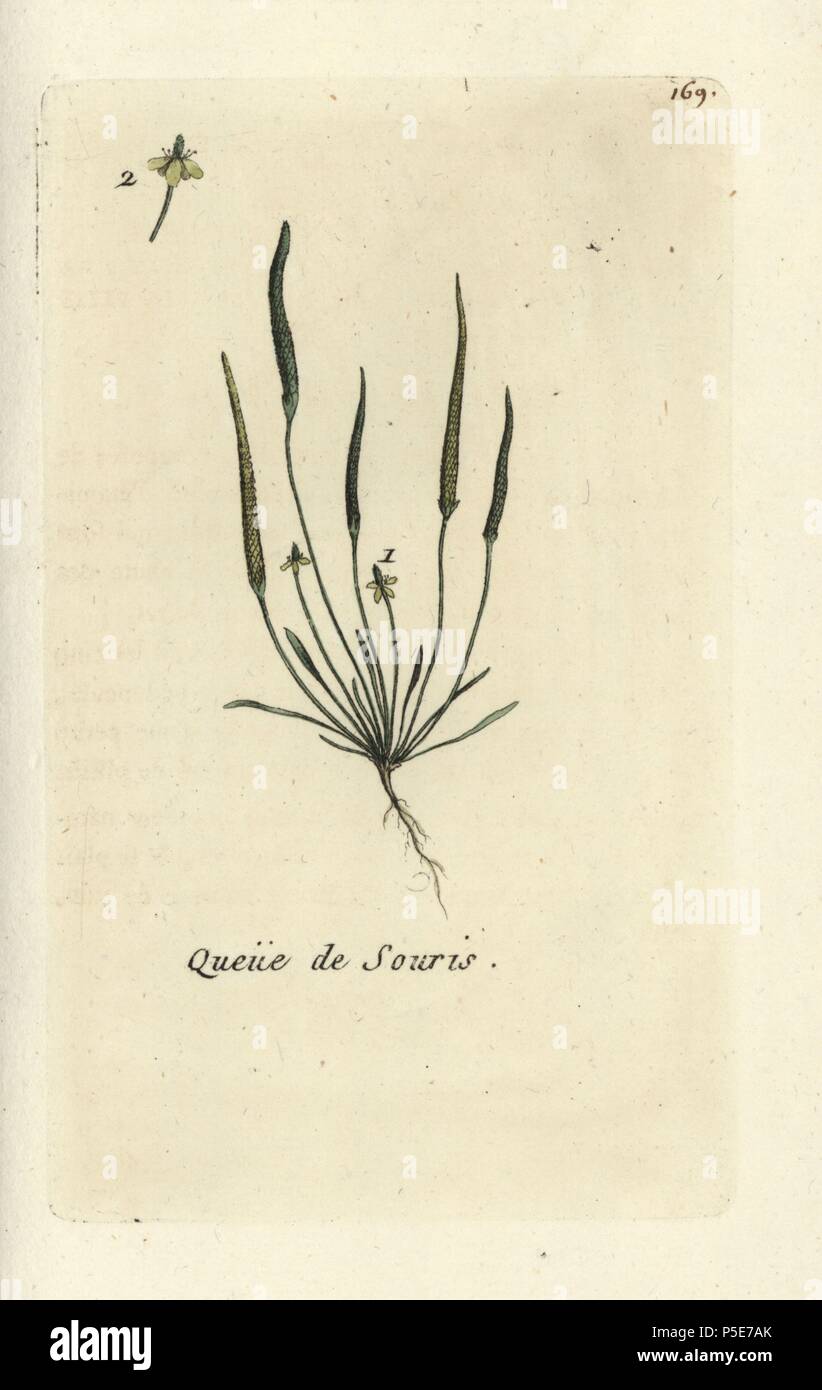 Grass buttercup, Ranunculus gramineus. Handcoloured botanical drawn and engraved by Pierre Bulliard from his own 'Flora Parisiensis,' 1776, Paris, P. F. Didot. Pierre Bulliard (1752-1793) was a famous French botanist who pioneered the three-colour-plate printing technique. His introduction to the flowers of Paris included 640 plants. Stock Photo